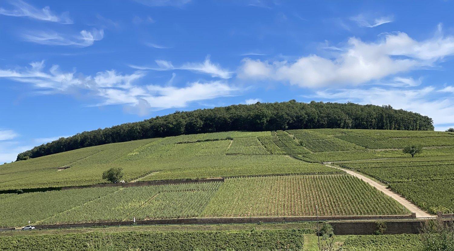 The celebrated hill of Corton-Charlemagne