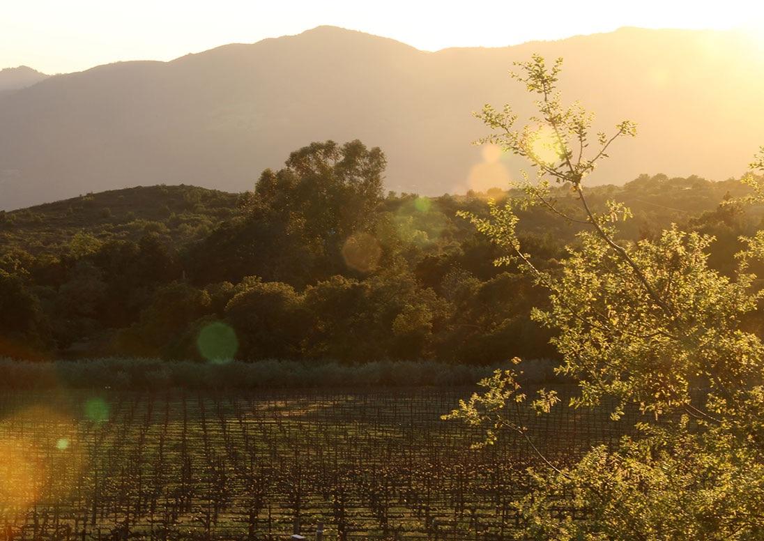 Private Napa Valley tasting experience