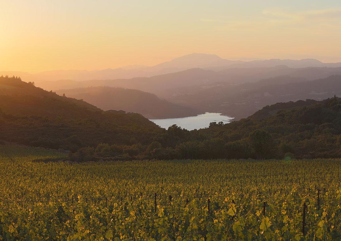 Vineyards rising above the Napa Valley